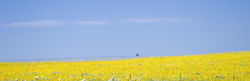 Wild Sunflowers on the Plains 8250